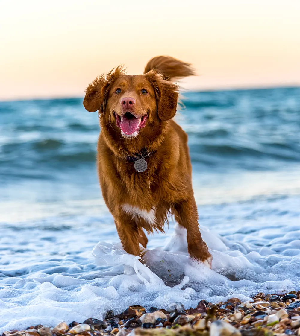 BeachDog mobile image